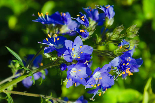 Blue Polemonium Flower seeds for Planting - Sun Loving, Heirloom & GMO Free Seeds for Home Garden