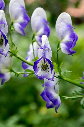 Blue Aconitum Flower seeds for Planting - Sun Loving, Heirloom & GMO Free Seeds for Home Garden