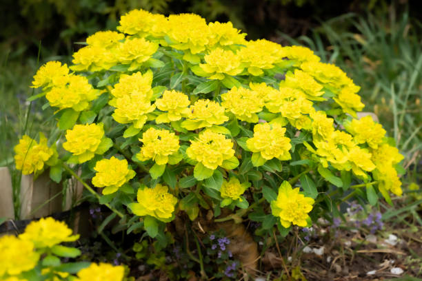 Yellow Euphorbia Polychroma Flower seeds for Planting - Wildflower Mix, Heirloom & GMO Free Seeds for Home Garden