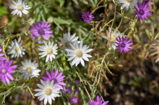 Xeranthemum annum Flower seeds for Planting - Easy to Grow, Heirloom & GMO Free Seeds for Home Garden