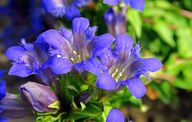 Purple Blue Gentian Flower Seeds – Vibrant Colors Heirloom & NonGMO Seeds for Home Garden
 
 Sale