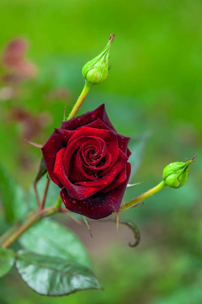Deep Red Rose Flower seeds for Planting - Garden Favorite, Heirloom & GMO Free Seeds for Home Garden