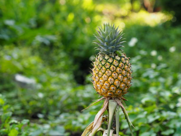 Pineapple Fruit Seeds for Planting
