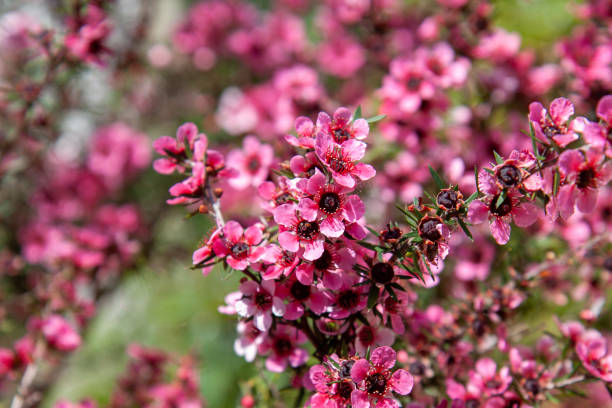 Pink Manuka Honey Teatree Leptospermum Scoparium Flower seeds for Planting - Colorful Display, Heirloom & GMO Free Seeds