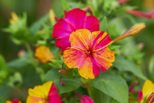 Orange Pink Mirabilis Flower seeds for Planting - Vibrant Colors, Heirloom & GMO Free Seeds for Home Garden