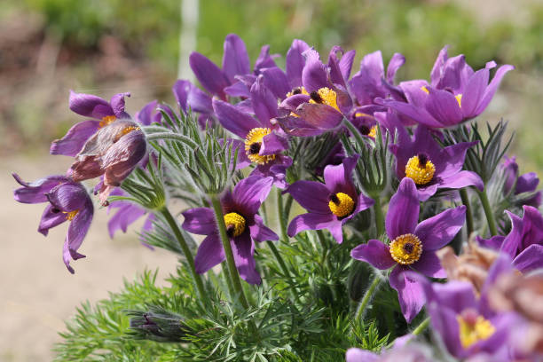 Violet Pasque Flower seeds for Planting - Pollinator Friendly, Heirloom & GMO Free Seeds for Home Garden