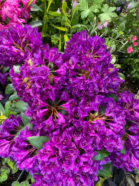 Purple Rhododendron Flower seeds for Planting - Pollinator Friendly, Heirloom & GMO Free Seeds for Home Garden