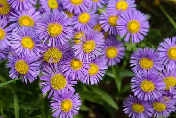 Lavender Erigeron Flower seeds for Planting - Drought Tolerant, Heirloom & GMO Free Seeds for Home Garden