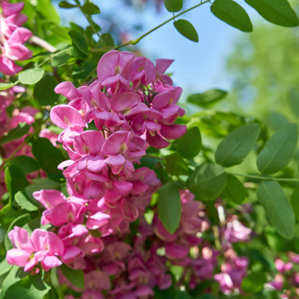 Pink Mix Acacia Perennial Flower Seeds for Planting Cottage Garden Essential Heirloom & GMO Free Seeds for Home Garden
 
 Sale