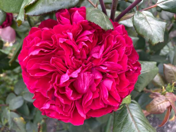 Dark Pink Double Petal English Rose Flower Seeds for Planting Shade Tolerant Heirloom & GMO Free Seeds for Home Garden
 
 Sale