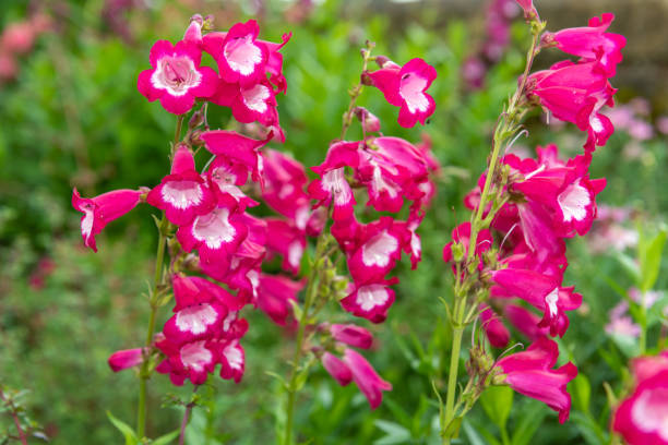 Pink Penstemon Strictus Flower seeds for Planting - Premium Quality, Heirloom & GMO Free Seeds for Home Garden