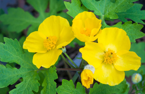 Yellow Chelidonium Flower seeds for Planting - Shade Tolerant, Heirloom & GMO Free Seeds for Home Garden