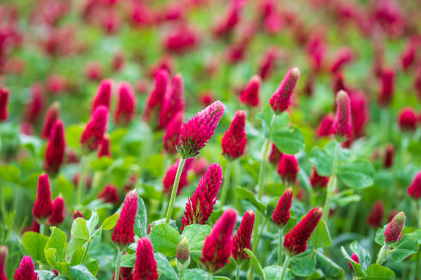 Red Crimson Flower seeds for Planting - Vibrant Colors, Heirloom & GMO Free Seeds for Home Garden