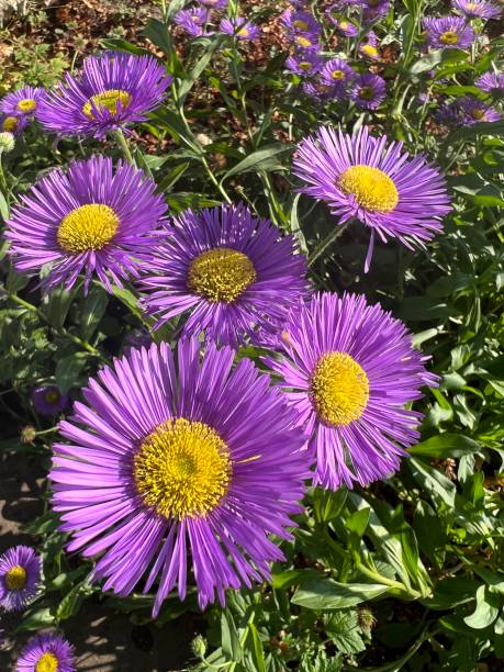 Purple Erigeron Speciosus Flower seeds for Planting - Wildflower Mix, Heirloom & GMO Free Seeds for Home Garden