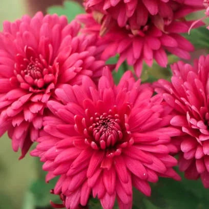 Deep Red Chrysanthemum Flower seeds for Planting - Compact Growth, Heirloom & GMO Free Seeds for Home Garden