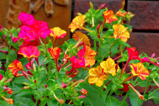 Orange Pink Mirabilis Flower seeds for Planting - Vibrant Colors, Heirloom & GMO Free Seeds for Home Garden