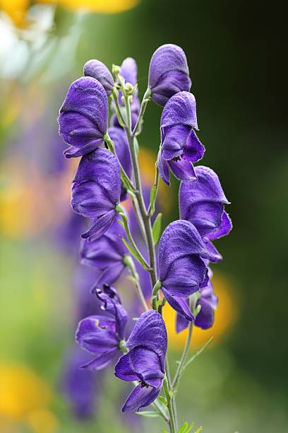 Eisenhut Flower seeds for Planting - Low Maintenance, Heirloom & GMO Free Seeds for Home Garden