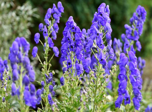 Eisenhut Flower seeds for Planting - Low Maintenance, Heirloom & GMO Free Seeds for Home Garden