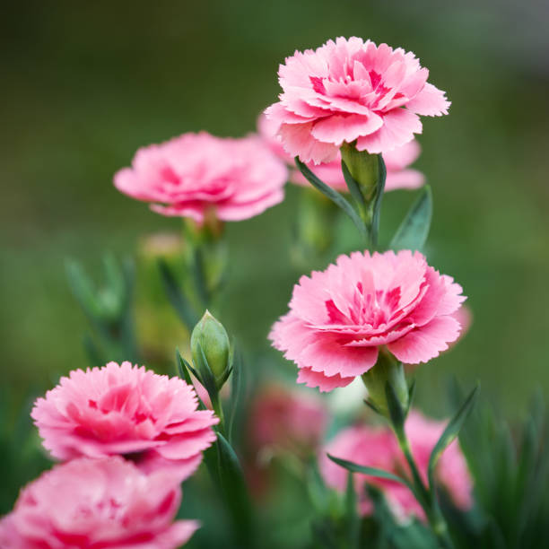 Pink Caryophyllus Flower seeds for Planting - Shade Tolerant, Heirloom & GMO Free Seeds for Home Garden