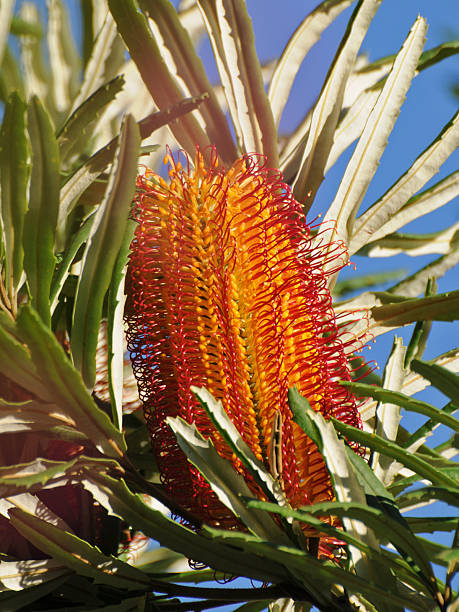 Yellow Banksia Flower seeds for Planting - Perfect for Borders, Heirloom & GMO Free Seeds for Home Garden