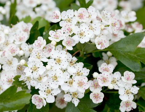 White Crataegus Flower Seeds for planting