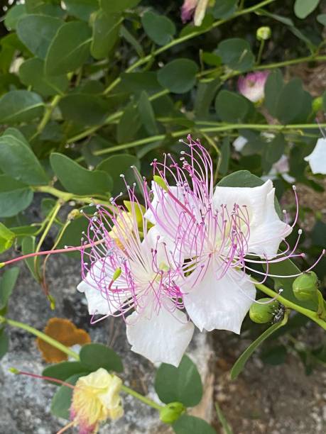 White Caper Flower seeds for Planting - Cottage Garden Essential, Heirloom & GMO Free Seeds for Home Garden