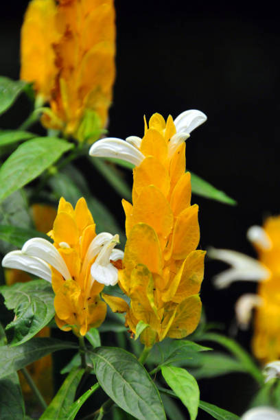 Light Yellow Pachystachys Flower seeds for Planting - Seasonal Bloomer, Heirloom & GMO Free Seeds for Home Garden