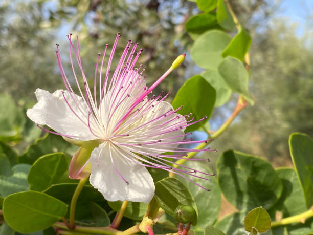 White Caper Bush Flower seeds for Planting - Shade Tolerant, Heirloom & GMO Free Seeds for Home Garden