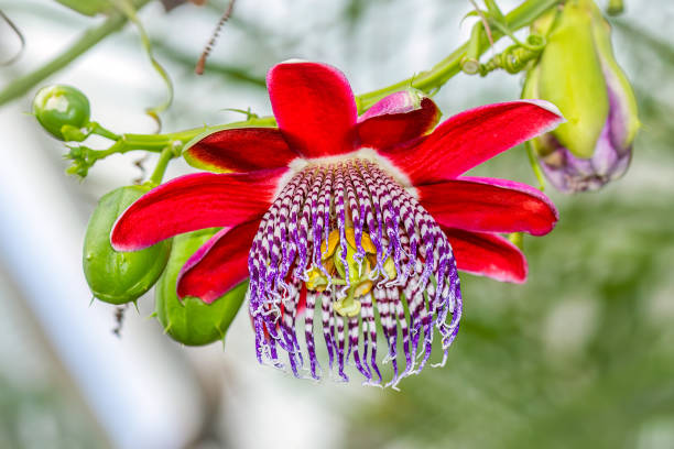 Red Passiflora Alata Flower seeds for Planting - Premium Quality, Heirloom & GMO Free Seeds for Home Garden