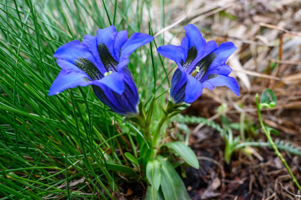 Purple Blue Gentian Flower Seeds – Vibrant Colors Heirloom & NonGMO Seeds for Home Garden
 
 Sale