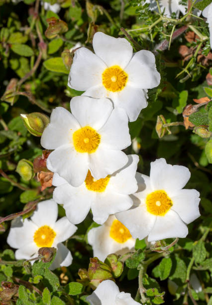 Salviifolius Flower seeds for Planting - Sun Loving, Heirloom & GMO Free Seeds for Home Garden