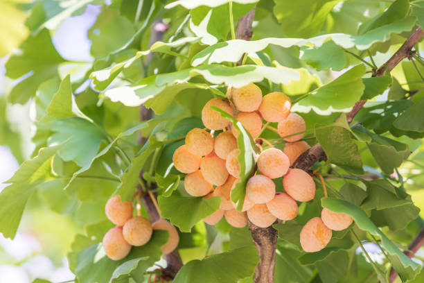 Ginkgo Seeds for Planting - Mixed Varieties
