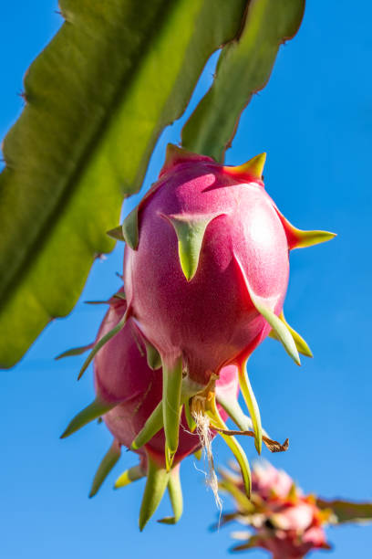 Green Pitaya Fruit Seeds - Grow Exotic Dragon Fruit