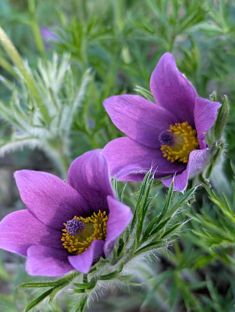 Violet Pasque Flower seeds for Planting - Pollinator Friendly, Heirloom & GMO Free Seeds for Home Garden