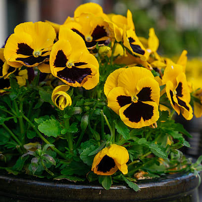 Yellow Pansy Flower seeds for Planting - Perfect for Borders, Heirloom & GMO Free Seeds for Home Garden