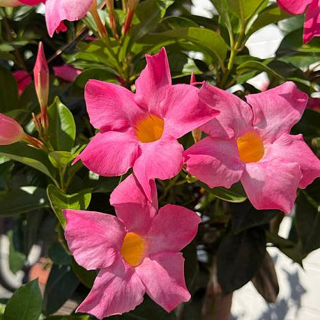 Sanderi Dipladenia Flower Seeds for planting