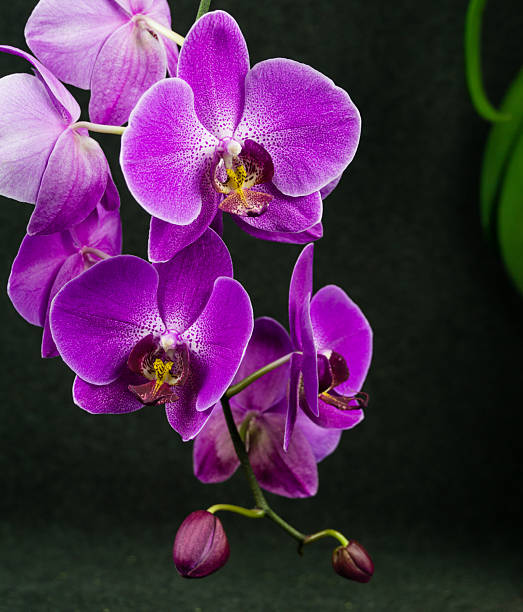 Purple Butterfly Orchid Seeds Flower seeds for Planting - Colorful Display, Heirloom & GMO Free Seeds for Home Garden