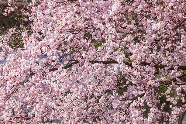 Kirschbaum Flower seeds for Planting - Seasonal Bloomer, Heirloom & GMO Free Seeds for Home Garden