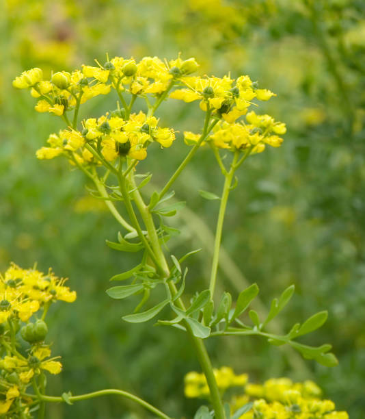 Yellow Ruta Flower seeds for Planting - Garden Favorite, Heirloom & GMO Free Seeds for Home Garden