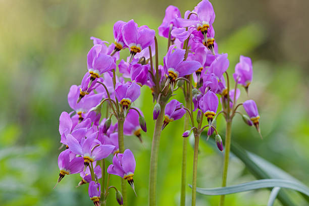 Purple Dodecatheon Flower seeds for Planting - Cut Flower Favorite, Heirloom & GMO Free Seeds for Home Garden