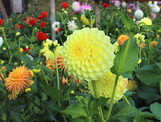 Yellow Pompon Dahlia Flower Seeds for Planting – Heirloom, Non-GMO, Garden Favorite Seeds