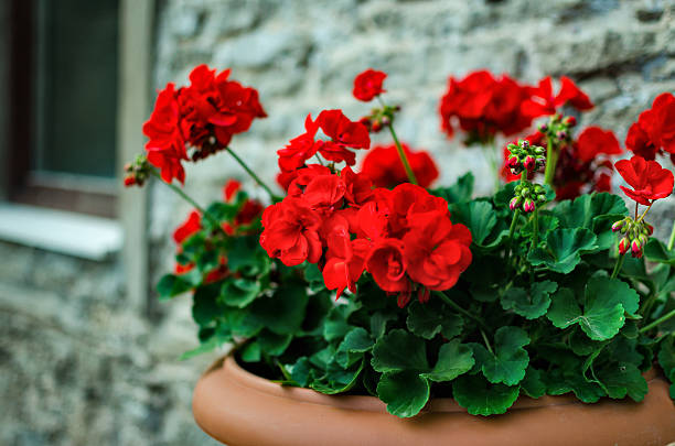 Geraniums Deep Red Flower seeds for Planting - Fragrant Blossoms, Heirloom & GMO Free Seeds for Home Garden