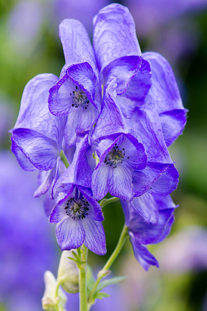 Eisenhut Flower seeds for Planting - Low Maintenance, Heirloom & GMO Free Seeds for Home Garden