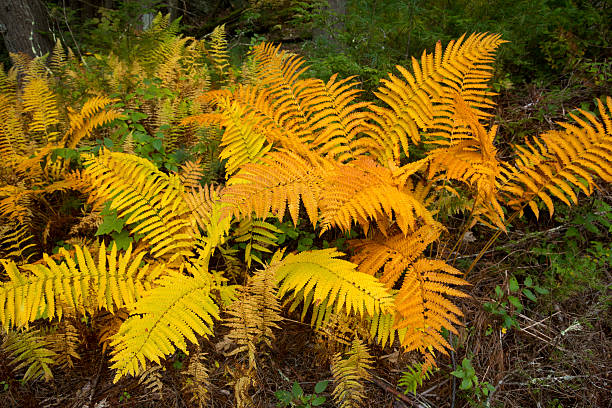Yellow Fern Pteridophyta Seeds for Planting heirloom & Non GMO Seeds Low Maintenance 
 
 Sale