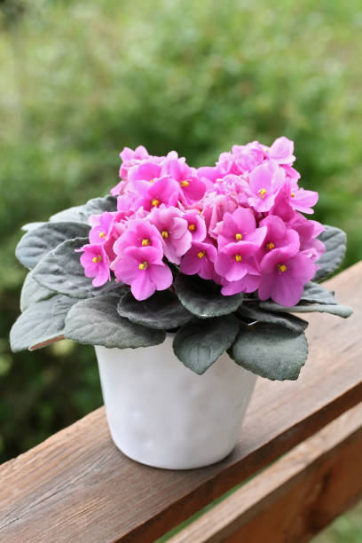 Pink & White Saintpaulia Flower seeds for Planting - Drought Tolerant, Heirloom & GMO Free Seeds for Home Garden