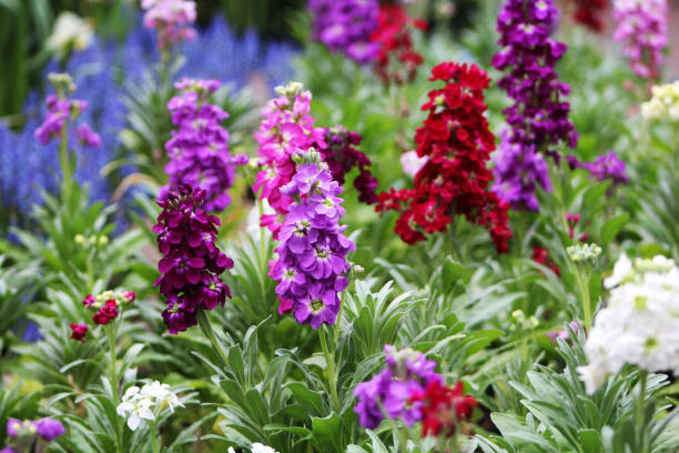 Blue Gilly Flower seeds for Planting - Drought Tolerant, Heirloom & GMO Free Seeds for Home Garden