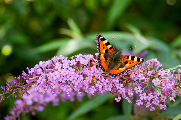 Pink Buddleia Davidii Flower seeds for Planting - Colorful Display, Heirloom & GMO Free Seeds for Home Garden