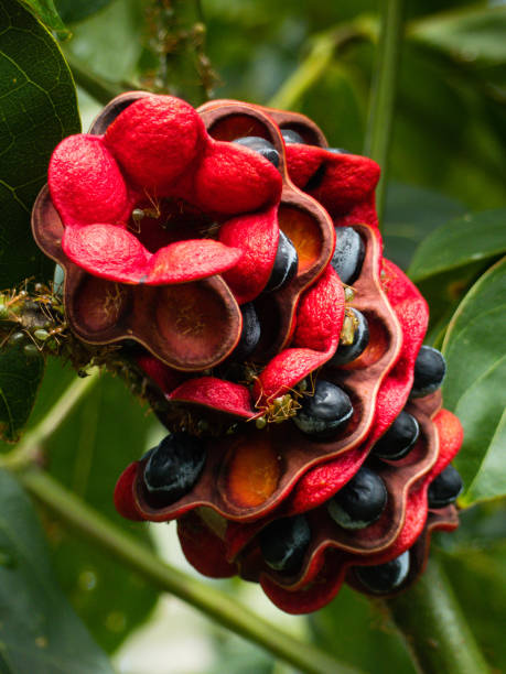 Red Scarlet Fruit Seeds for Planting  Vibrant & Delicious Garden Addition