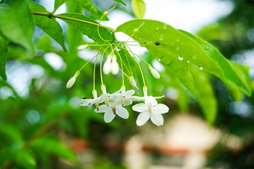 White Mok Flower seeds for Planting - Hardy Variety, Heirloom & GMO Free Seeds for Home Garden