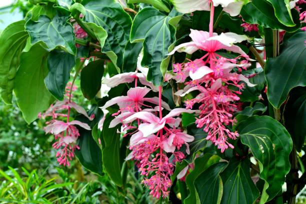 Pink Myriantha Flower seeds for Planting - Shade Tolerant, Heirloom & GMO Free Seeds for Home Garden